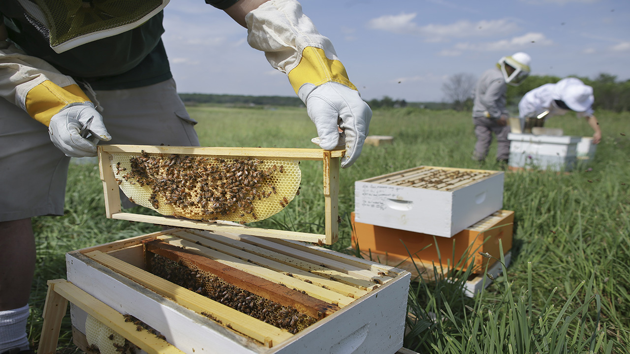 How honey bees keep their hives cool in the summer