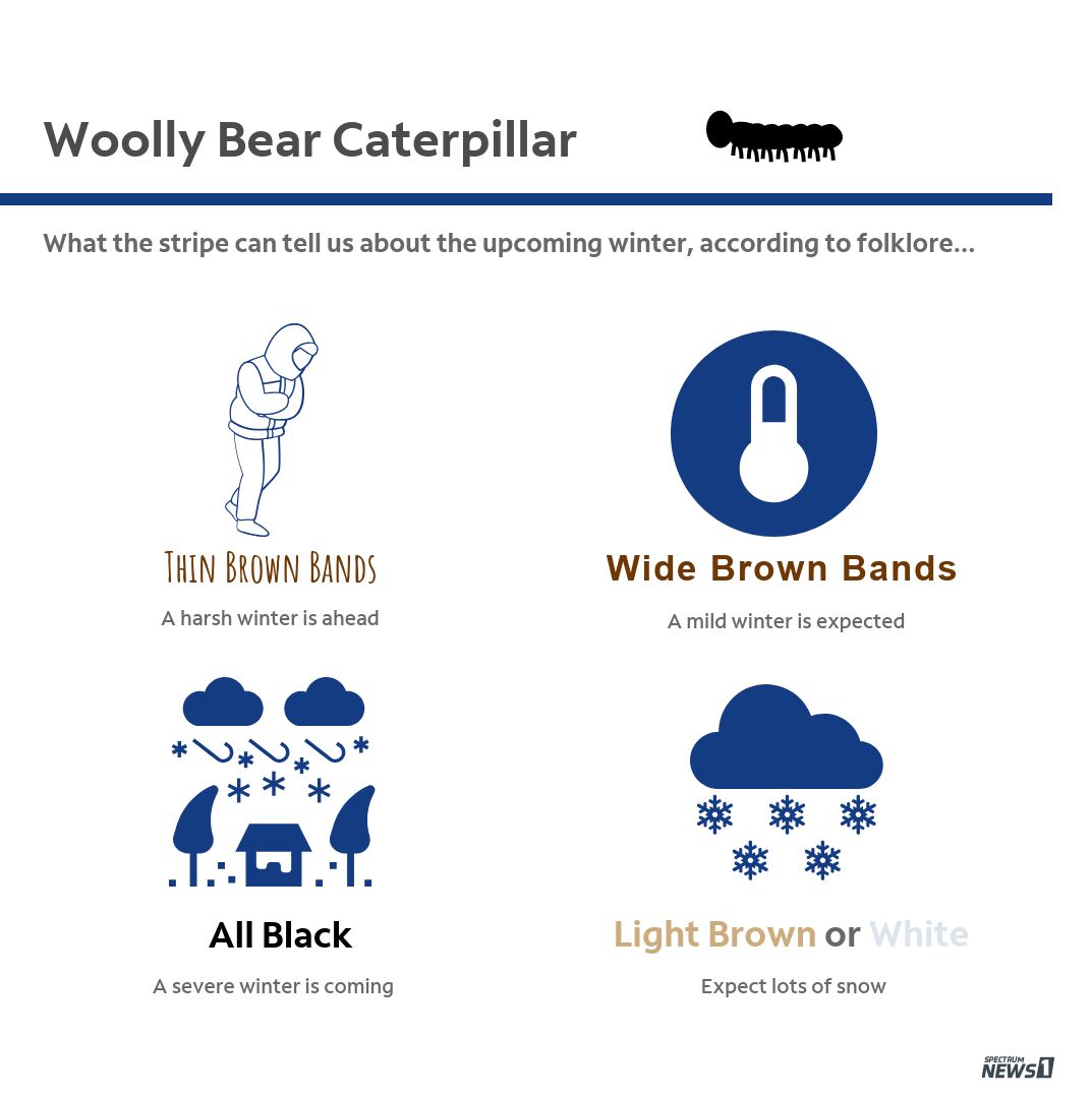 Behind the weather folklore: Woolly bear caterpillars