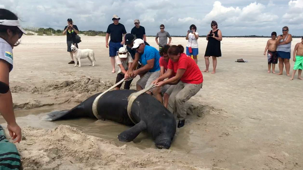 A female manatee is back out to sea after concerned beachgoers cared for the animal after it became stranded at New Smyrna Beach.