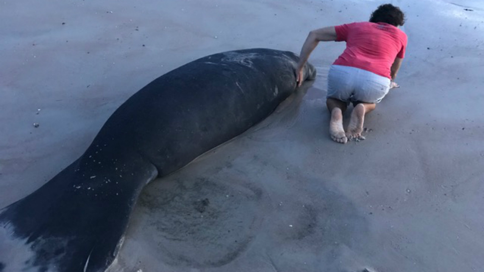 A female manatee is back out to sea after concerned beachgoers cared for the animal after it became stranded at New Smyrna Beach.