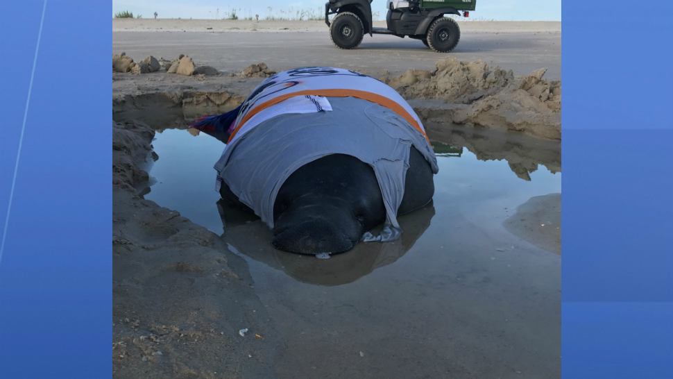 A manatee is being cared for by county volunteers and wildlife experts after getting stranded on a beach at Smyrna Dunes Park.