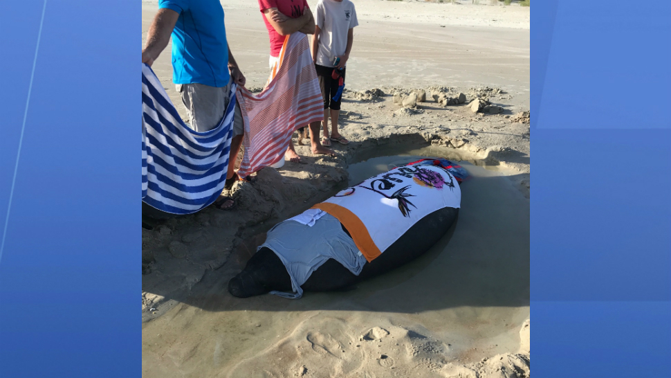 A manatee is being cared for by county volunteers and wildlife experts after getting stranded on a beach at Smyrna Dunes Park.